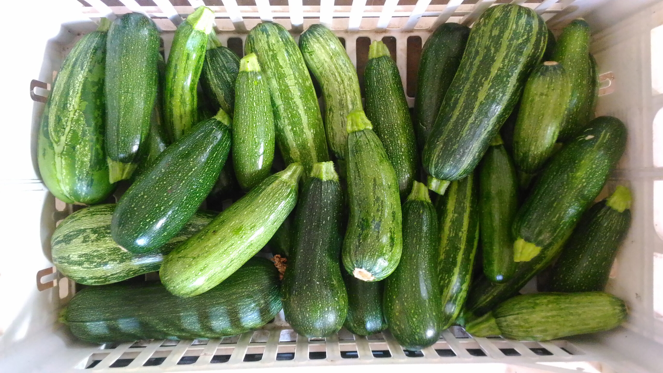 Zucchine Zucchine